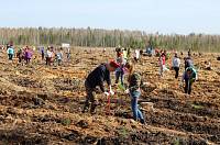 Экологическая акция «Лес Победы» в Орехово-Зуевском районе
