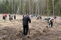 Посадка леса в Ликино-Дулевском благочинии